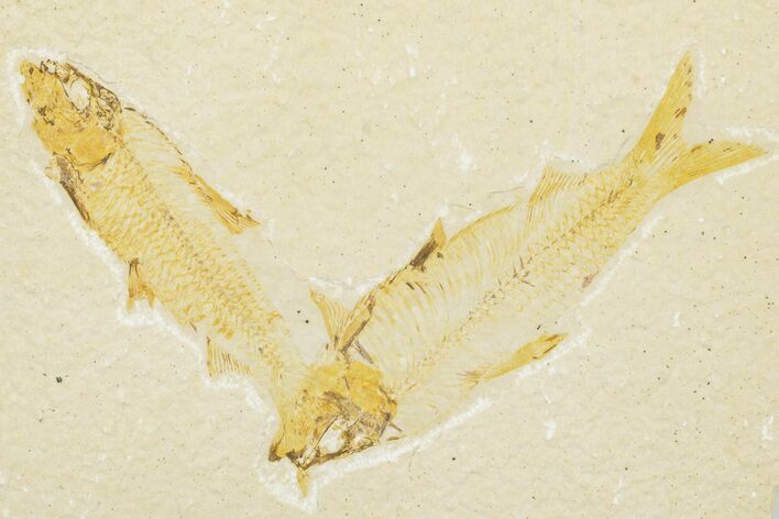 Two Detailed Fossil Fish (Knightia) - Wyoming